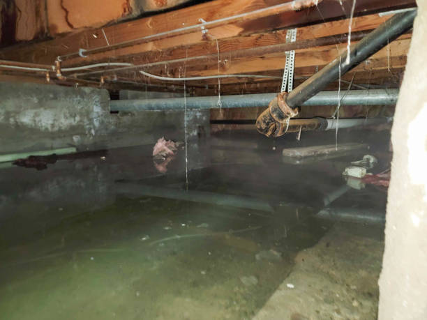 Best Water damage cleanup near me  in Pompano Beach, FL